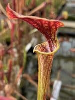 F18D S.flava var atropurpurea