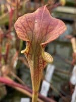 F18D S.flava var atropurpurea
