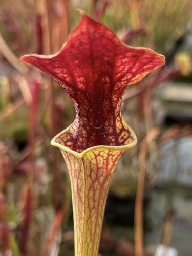 F18D S.flava var atropurpurea