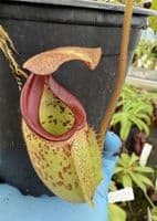 F2 BE3764 Nepenthes burbidgeae x (maxima x talangensis)