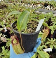 F2 BE3764 Nepenthes burbidgeae x (maxima x talangensis)