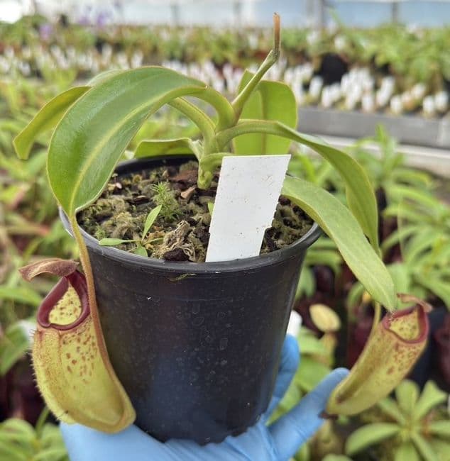 F2 BE3764 Nepenthes burbidgeae x (maxima x talangensis)