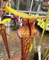 F218 Sarracenia flava