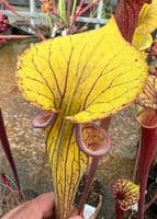 F218 Sarracenia flava
