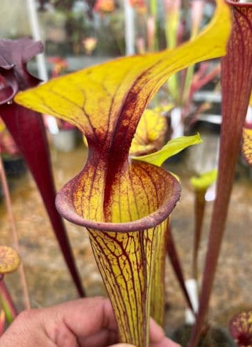 F218 Sarracenia flava