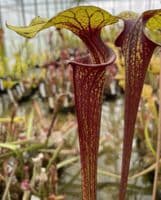 F218A Sarracenia flava var ornata
