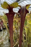 F218A Sarracenia flava var ornata