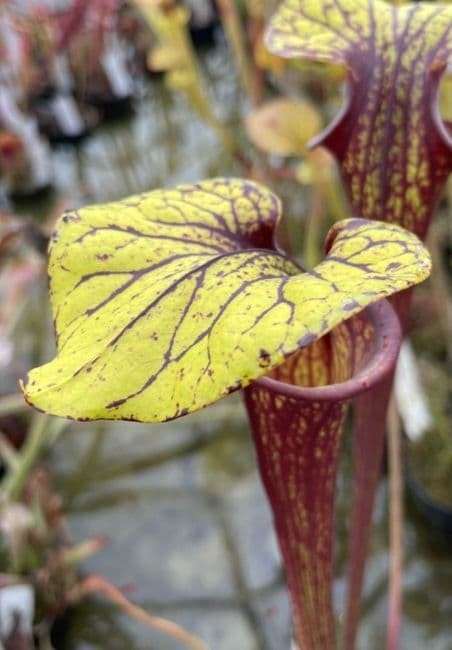 F218A Sarracenia flava var ornata