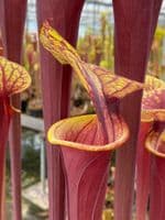 F25 S.flava var rubricorpra