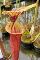 F25 S.flava var rubricorpra