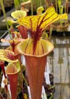 F25 S.flava var rubricorpra