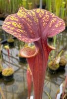 F25 S.flava var rubricorpra