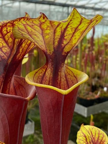 F25 S.flava var rubricorpra