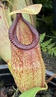 F3 BE3562 Nepenthes sibuyanensis x hamata
