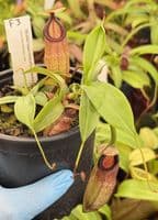 F3 BE3562 Nepenthes sibuyanensis x hamata