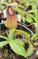 F3 BE3562 Nepenthes sibuyanensis x hamata