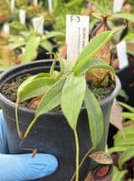 F3 BE3562 Nepenthes sibuyanensis x hamata