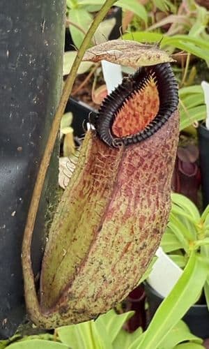 F3 BE3562 Nepenthes sibuyanensis x hamata