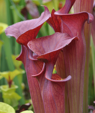 F3 Sarracenia flava var atropurpurea, Blackwater, North Florida