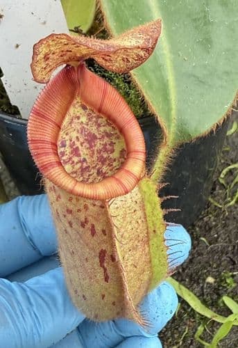 F4 BE3689 Nepenthes glandulifera x veitchii Large