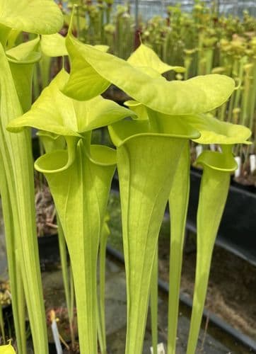 F41 Sarracenia flava var maxima (All green form)