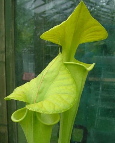 S.flava var maxima (all green form) | North American Pitcher Plant
