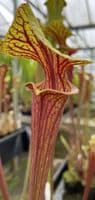F414A Sarracenia flava ornata