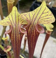 F414A Sarracenia flava ornata