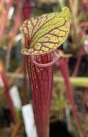 F414A Sarracenia flava ornata