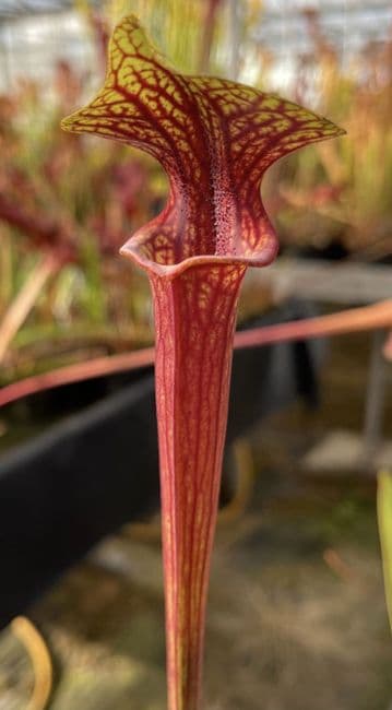 F414A Sarracenia flava ornata