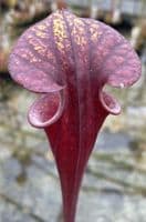 F467  S.flava var atropurpurea Apalachacola N.Florida