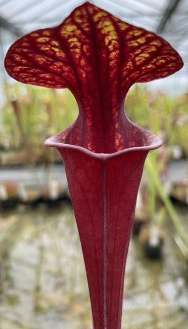 F467 S.flava var atropurpurea Apalachacola N.Florida