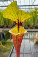 F49 Sarracenia ornata