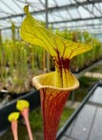 F49 Sarracenia ornata