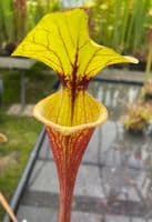F49 Sarracenia ornata