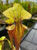 F49 Sarracenia ornata