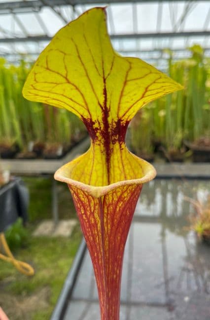 F49 Sarracenia ornata