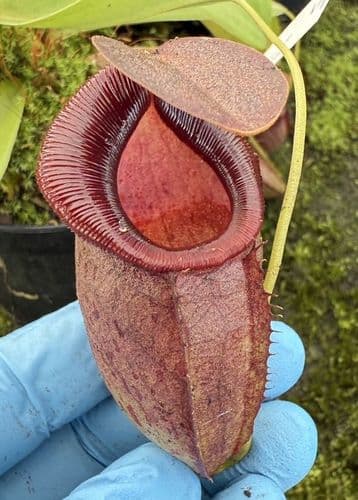 F5 BE3981 Nepenthes spathulata x tenuis Large