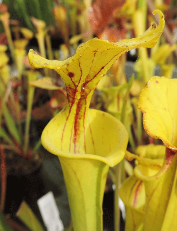 F55A Sarracenia flava var flava Jedbury S.Carolina