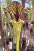 F56 S.flava copper top