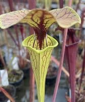 F56 S.flava copper top