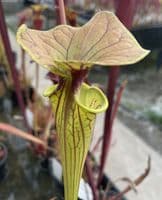 F56 S.flava copper top