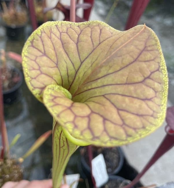 F56 S.flava copper top