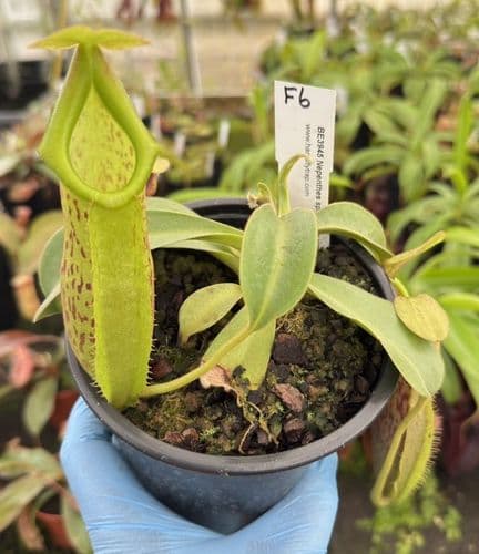 F6 BE3945 Nepenthes spathulata x platychila Large
