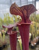 F64 S.flava heavy veined