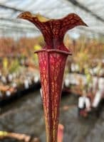 F64 S.flava heavy veined