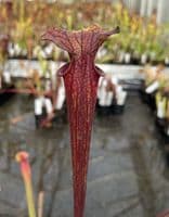 F64 S.flava heavy veined