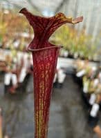 F64 S.flava heavy veined