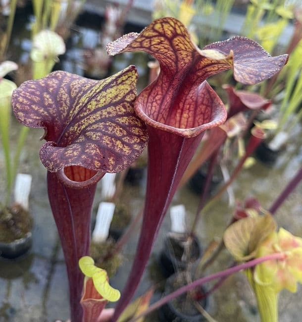 F64 S.flava heavy veined