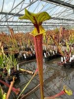 F66 S.flava red tube Clone1